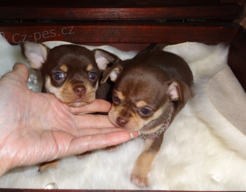 kr�sn� miniaturn� �ivavy na prodej.