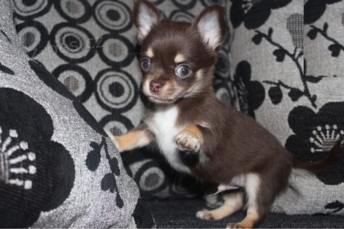 kr�sn� miniaturn� �ivavy na prodej.