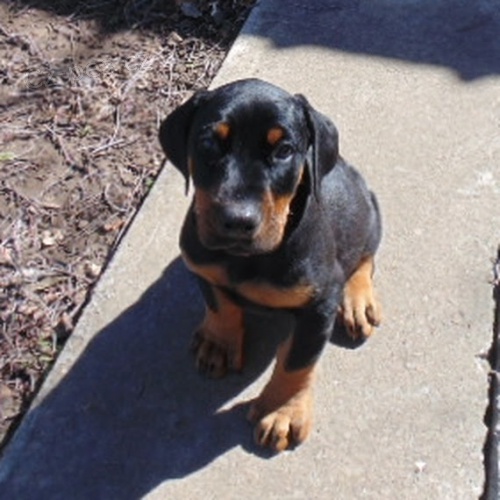 �t��ata dobermana na prodej.