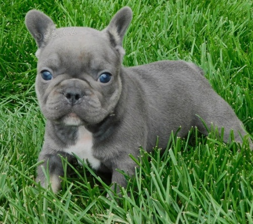 ZDRAV� a VAKCINOVAN� �t���tka francouzsk�ho buldo�ka na prodej.