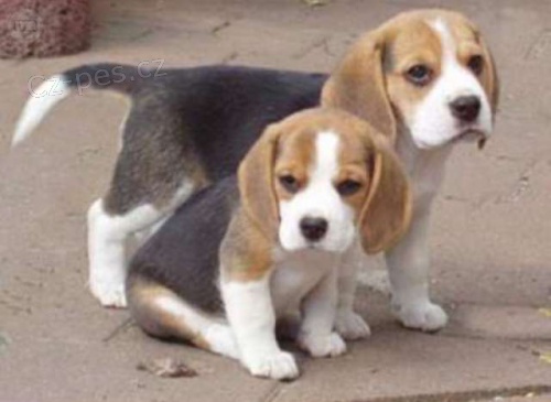 �pi�kov� �t��ata Beagle na prodej.