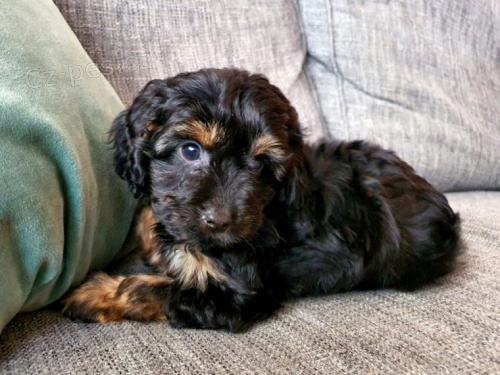 Miniaturn� �t��ata Cavapoo