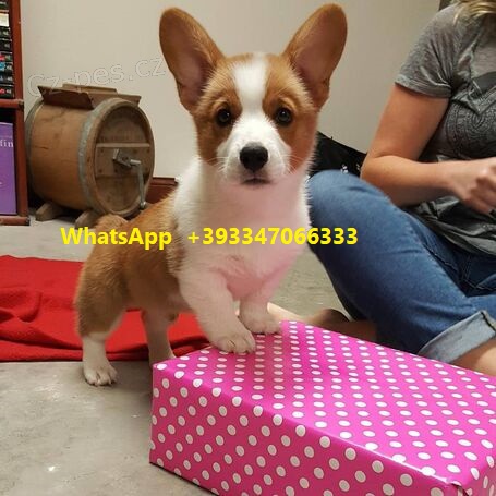 Welsh corgi �t��ata