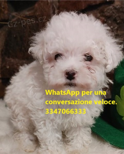 �t��ata b�l�ho pudl