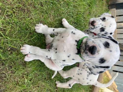 Dalmatin �t��ata, 6 chlapc�, 2 d�vky