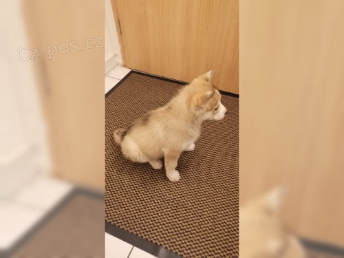 Sibi�sk� husky �t��ata miminka