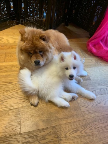 Samojed �t��ata