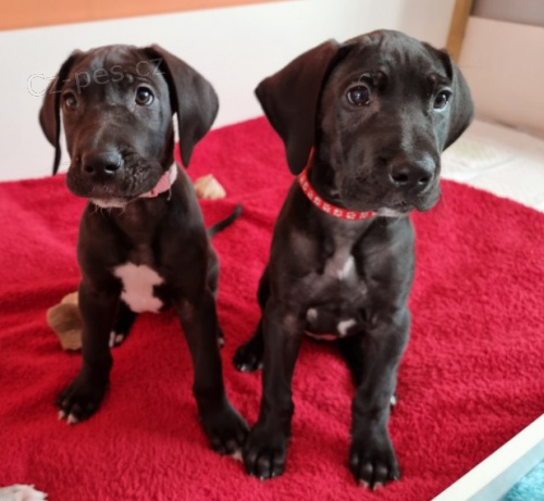 N�meck� doga �t��ata