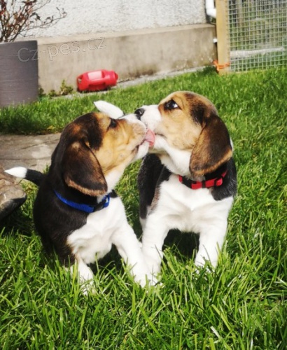 P�kn� �t��ata Beagle