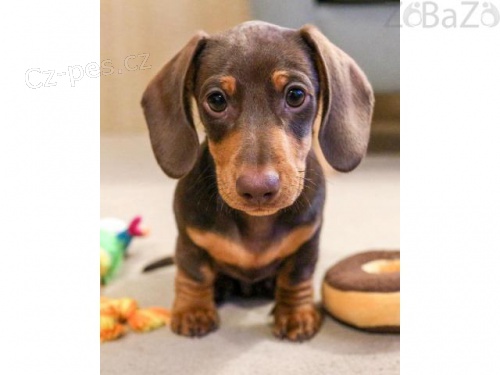 Kr�sn� a standardn� �t��ata jezev��ka!