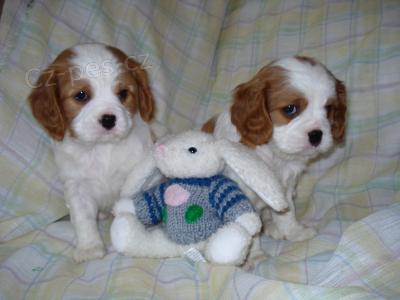 �t��ata kaval�r King Charles Spaniel