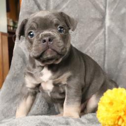 Roztomil� francouzsk� buldo�ek