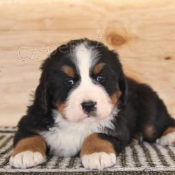 Rozko�n� bernsk� sala�nick� pes