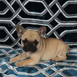 Sladk� francouzsk� buldok