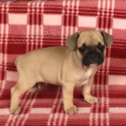 Sladk� francouzsk� buldok