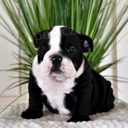 Mil� anglick� buldok