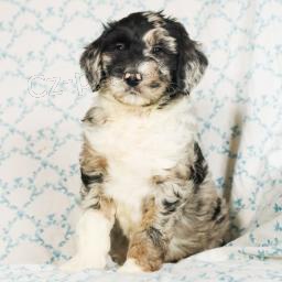 Nab�dka Bernedoodle