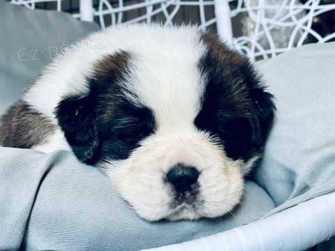�t��ata. St. Bernard