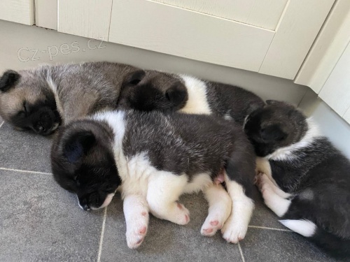 Roztomil� �t��ata Akita jsou nyn� k dispozici na prodej