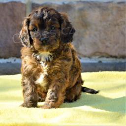 Miluj�c� Cavapoo