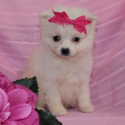 Jemn� Pomeranian