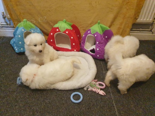 �istokrevn� samojed �t��ata k adopci