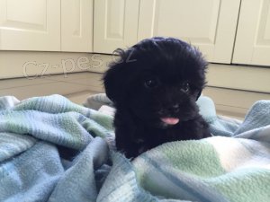 Pudl �t�n� pro Rehoming AKC registrov�no