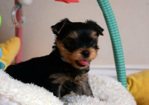 zdrav� ohromuj�c� akc yorkie �t��ata