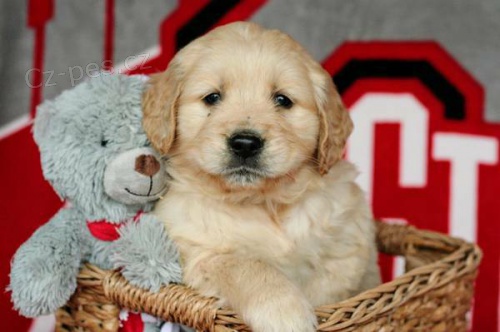 P�kn� a zdrav� �t��ata zlat�ho retr�vra k dispozici