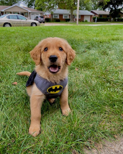 Roztomil� a kr�sn� �t���tka �istokrevn�ho zlat�ho retr�vra