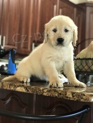 Hrav� �t���tka zlat�ho retr�vra hledaj� mazl��ky miluj�c� domovy