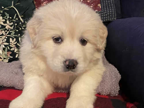 �t��ata Goldendoodle na prodej