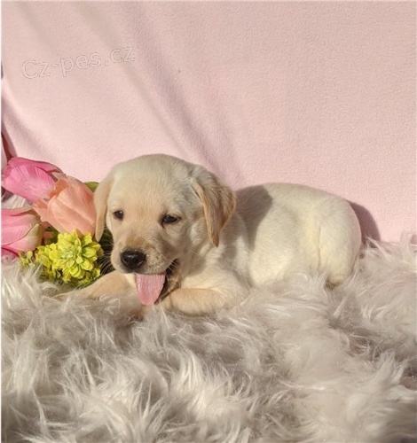 Labradorsk� retr�vr �t��ata