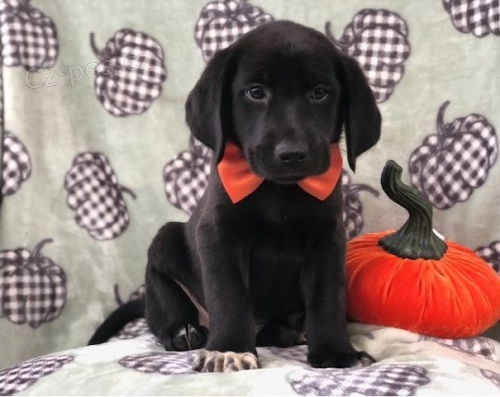 N�dhern� labradorsk� retr�vr