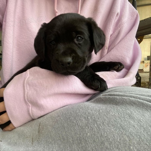 Obnovujeme na�e �t��ata labradorsk�ho retr�vra