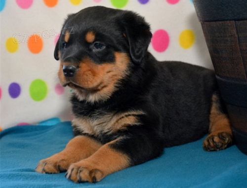 �t��ata rotvajler� pot�ebuj� novou rodinu