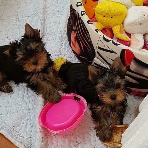 N�dhern� samec a samice Yorkshire teri�ra