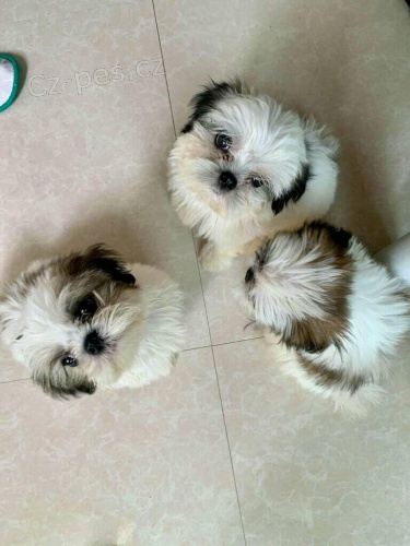 Kr�sn� �t��ata shih tzu sn�hov� b�l�. oni jsou