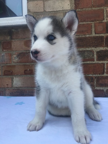 sibi�sk�ho huskyho je star� 10 t�dn�