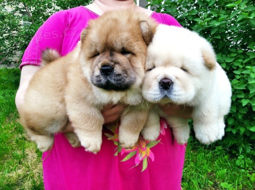 Chow Chow �t��ata