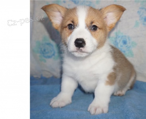 Welsh Corgi, Pembroke �t��ata k dispozici 