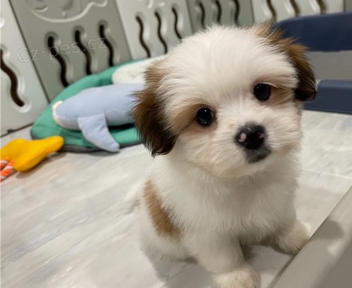 Kr�sn� �t��ata shih tzu
