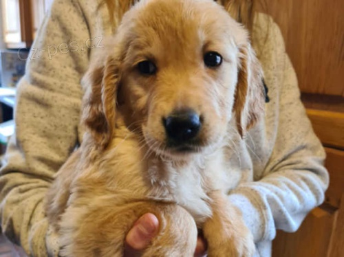 Zlat� retr�vr �t��ata