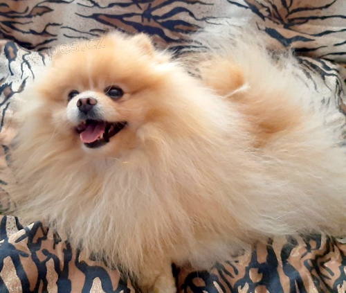Pomeranian - kryt�