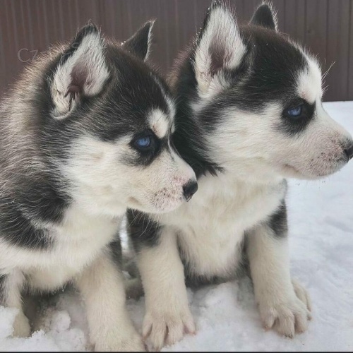 Sibi�sk� husky �t��ata