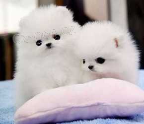 Drah� �ajov� ��lky Pomeranian �t��ata na prodej!
