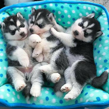 Vynikaj�c� husky �t��ata