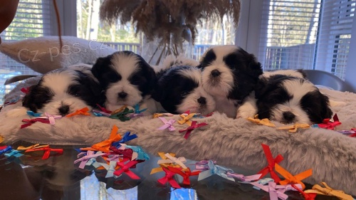 6 kr�sn�ch �t��at Shih Tzu pro adopci