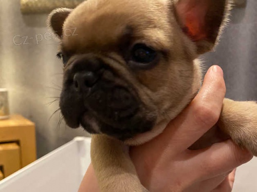 francouzsk� buldok �t��ata