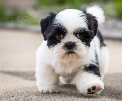 tata shih tzu